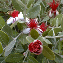 Feijoa sellowiana ‘Triumph’