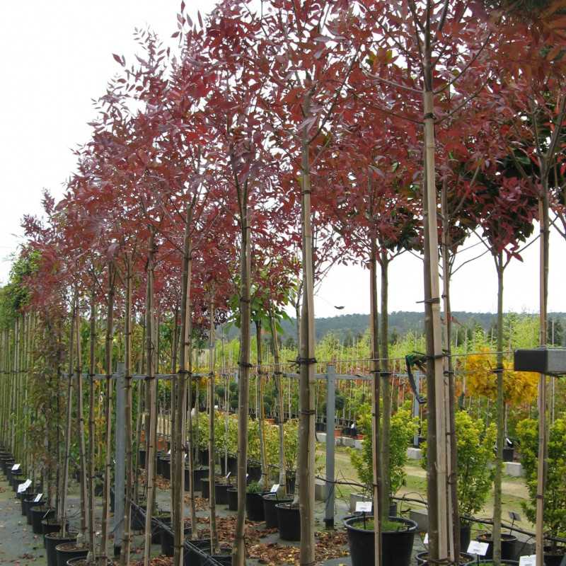 Fraxinus angustifolia ‘Raywood’