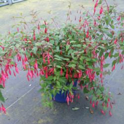 Fuchsia magellanica ‘Riccartonii’