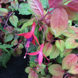 Fuchsia ‘Mrs Popple’