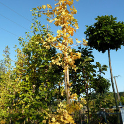 Ginkgo biloba