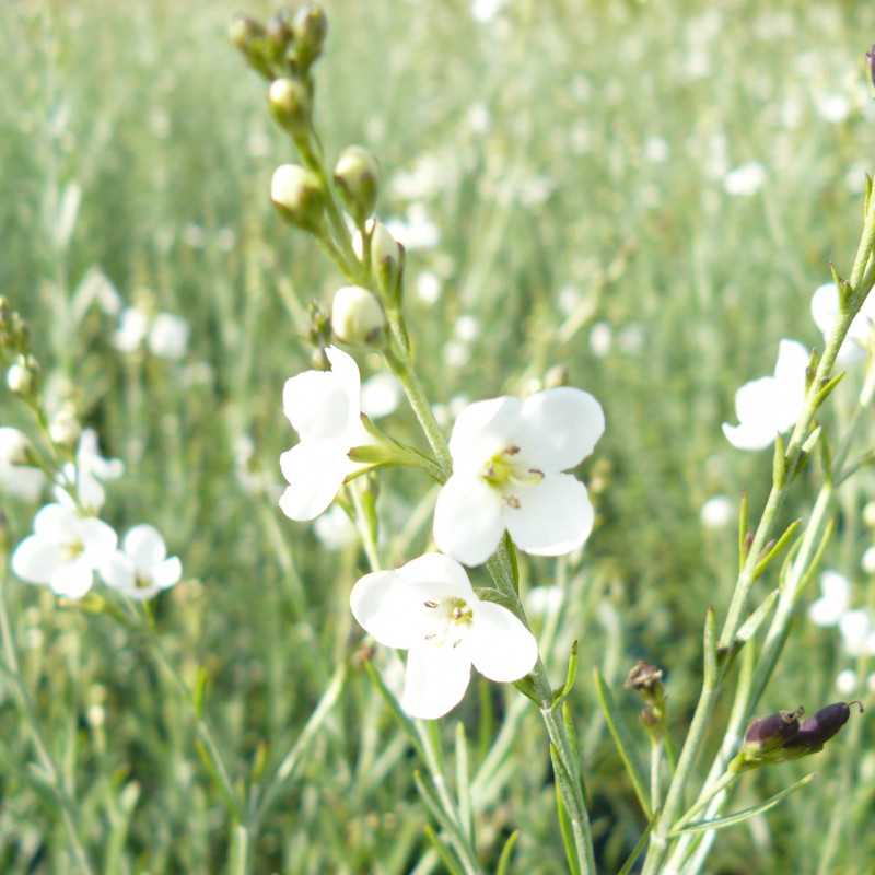 Gomphostigma virgatum ‘White Candy’