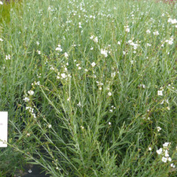 Gomphostigma virgatum ‘White Candy’