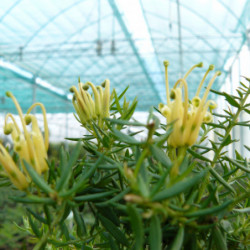 Grevillea prostata ‘Aurea’