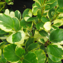 Griselinia littoralis ‘Variegata’