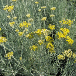 Helichrysum italicum serotinum