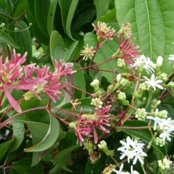 Heptacodium miconioides