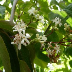 Heptacodium miconioides