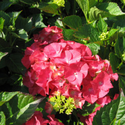 Hydrangea macrophylla Sybilla