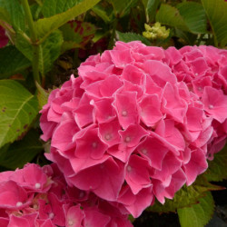 Hydrangea macrophylla Sybilla