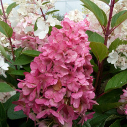 Hydrangea paniculata ‘Pinky Winky‘