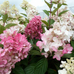 Hydrangea paniculata ‘Pinky Winky‘ ® -  ‘DVPpinky’