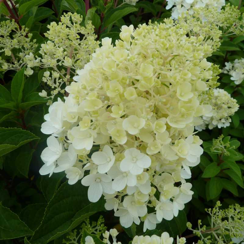 Hydrangea paniculata ‘Silver Dollar’ - Hortensia