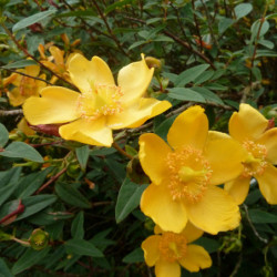 Hypericum hookerianum ‘Hidcote’