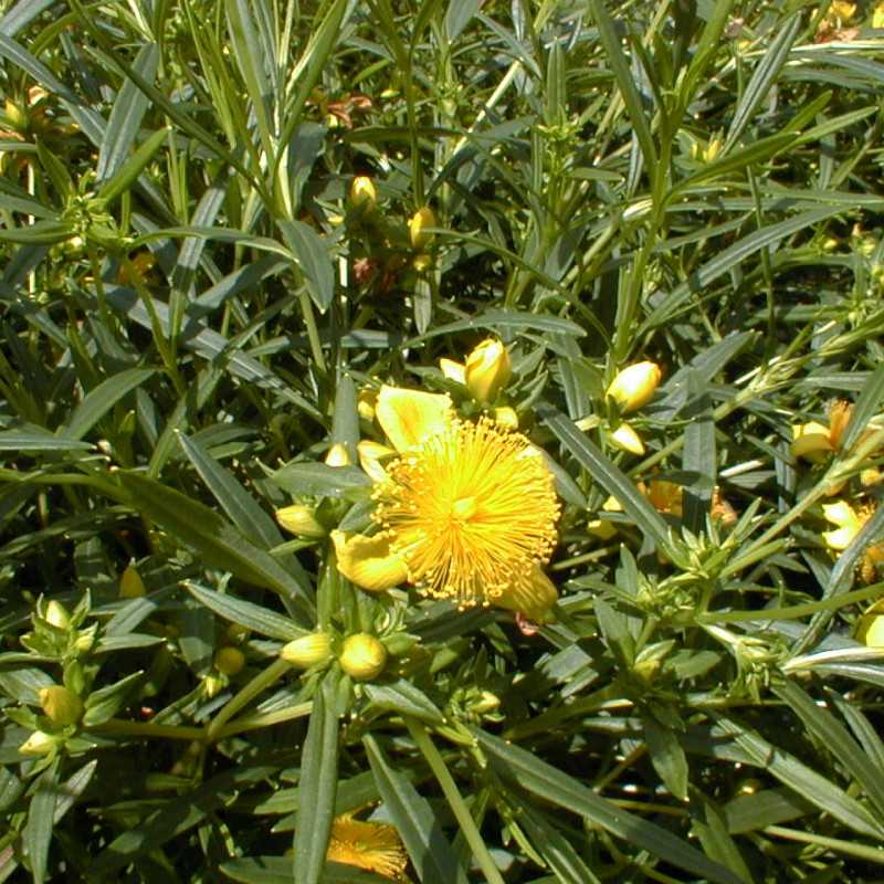 Hypericum prolificum ‘Gemo’