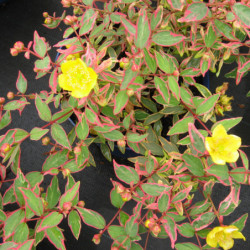 Hypericum moserianum ‘Tricolor’