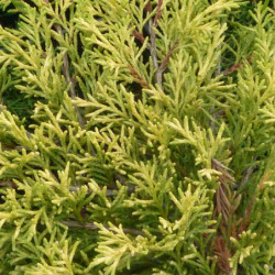 Juniperus × pfitzeriana ‘Old Gold’