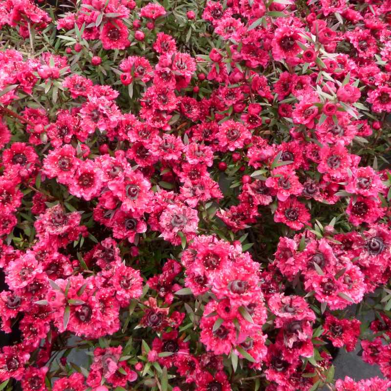 Leptospermum scoparium ‘Crimson Glory’