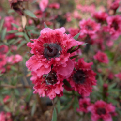 Leptospermum scoparium ‘Crimson Glory’