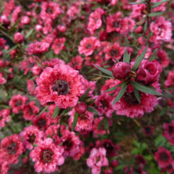 Leptospermum scoparium ‘Crimson Glory’