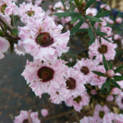 Leptospermum scoparium ‘Wiri Adrienne’