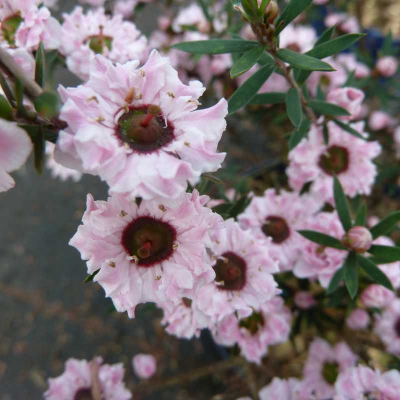 Leptospermum scoparium ‘Wiri Adrienne’