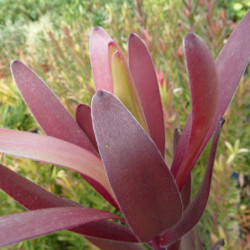 Leucadendron ‘Safari Sunset’