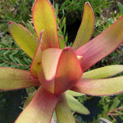 Leucadendron ‘Safari Sunset’