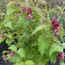 Leycesteria formosa ‘Purple Rain’