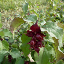 Leycesteria formosa ‘Purple Rain’