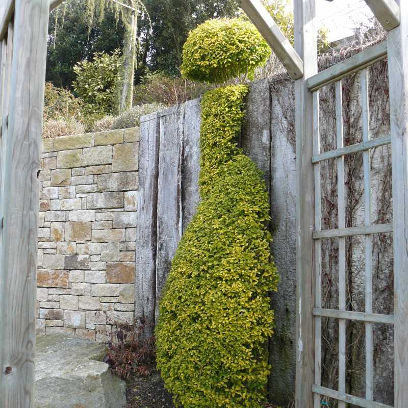 Ligustrum ovalifolium ‘Lemon and Lime’