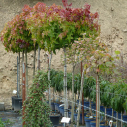 Liquidambar styraciflua Gum Ball