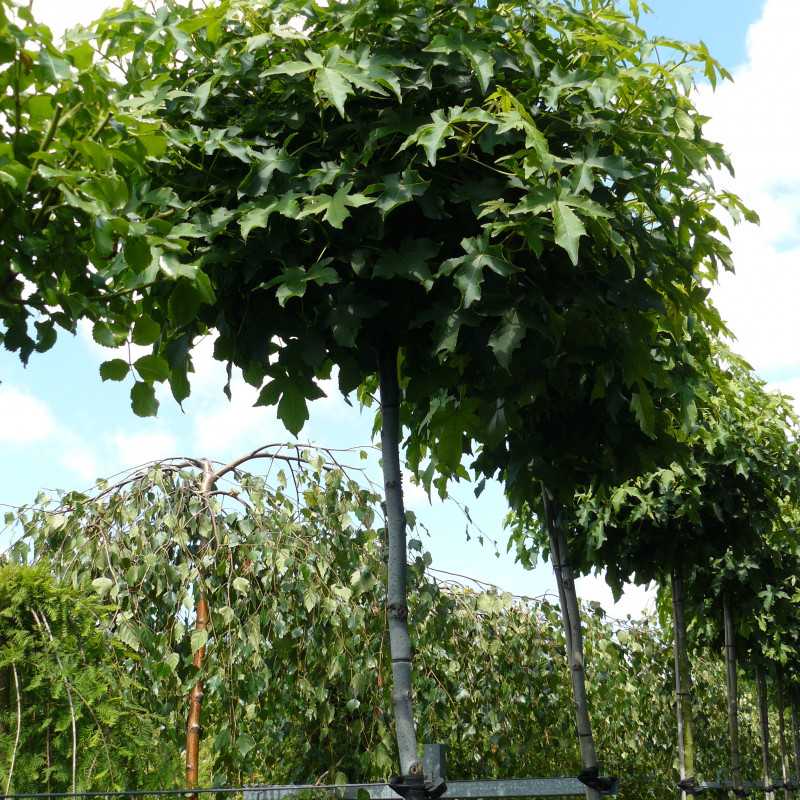 Liquidambar styraciflua ‘Gum Ball’ - COPALME D'AMÉRIQUE