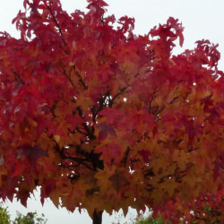 Liquidambar styraciflua Gum Ball