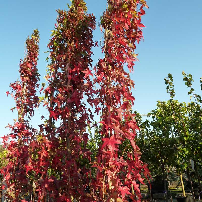 Liquidambar styraciflua Slender Silhouette