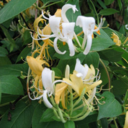 Lonicera japonica ‘Hall's Prolific’