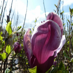 Magnolia liliflora ‘Nigra’