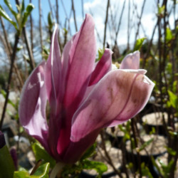 Magnolia liliflora ‘Nigra’