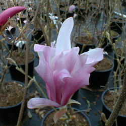 Magnolia loebneri ‘Leonard Messel’