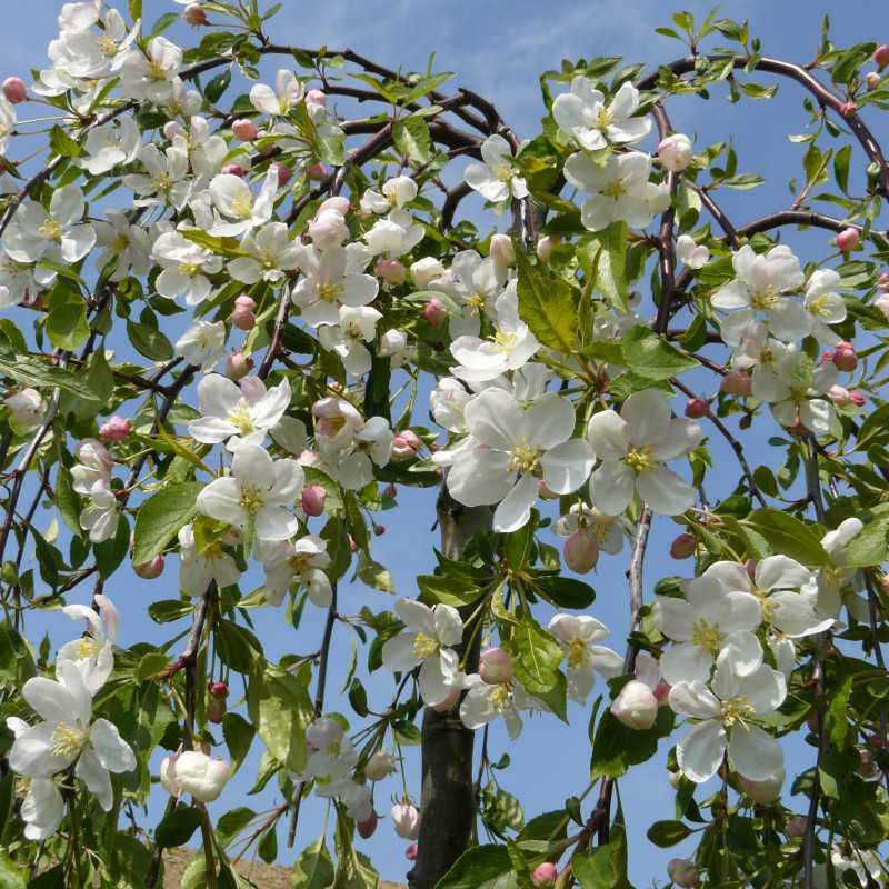 Malus ‘Fontana’ - Pommier