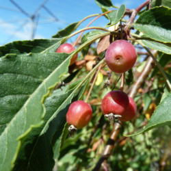 Malus ‘Fontana’ - Pommier