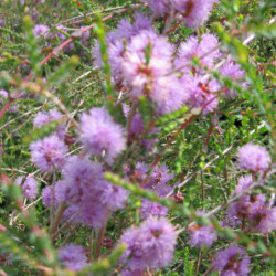 Melaleuca gibbosa