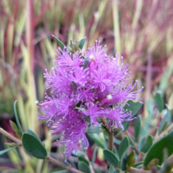 Melaleuca thymifolia