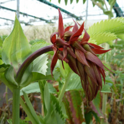 Melianthus major