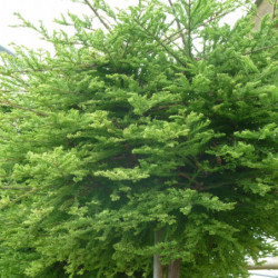 Metasequoia glyptostroboides ‘Hamlet's Broom’