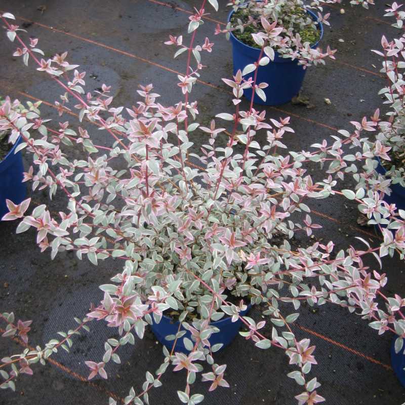 Myrtus ugni ‘Flambeau’ - Myrte ugni