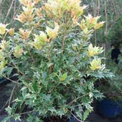 Osmanthus heterophyllus ‘Goshiki’ (tricolor) - Osmanthe panaché