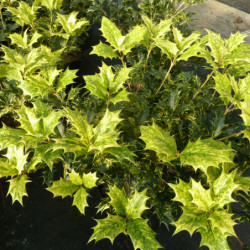 Osmanthus heterophyllus ‘Goshiki’ (tricolor) - Osmanthe panaché