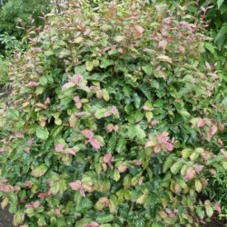 Parrotia persica ‘Bella’