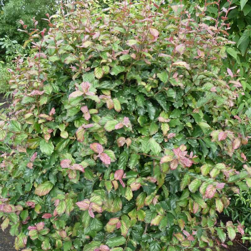 Parrotia persica ‘Bella’ - Arbre de fer